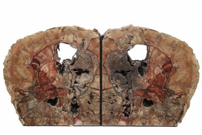 Tall, Colorful Petrified Wood Bookends - Arizona #233259